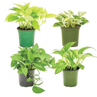 Grower's Choice Plant 4 Pack