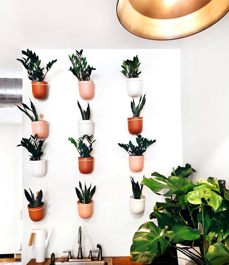 hanging planter wall mount Loop Hanging Planter Rose