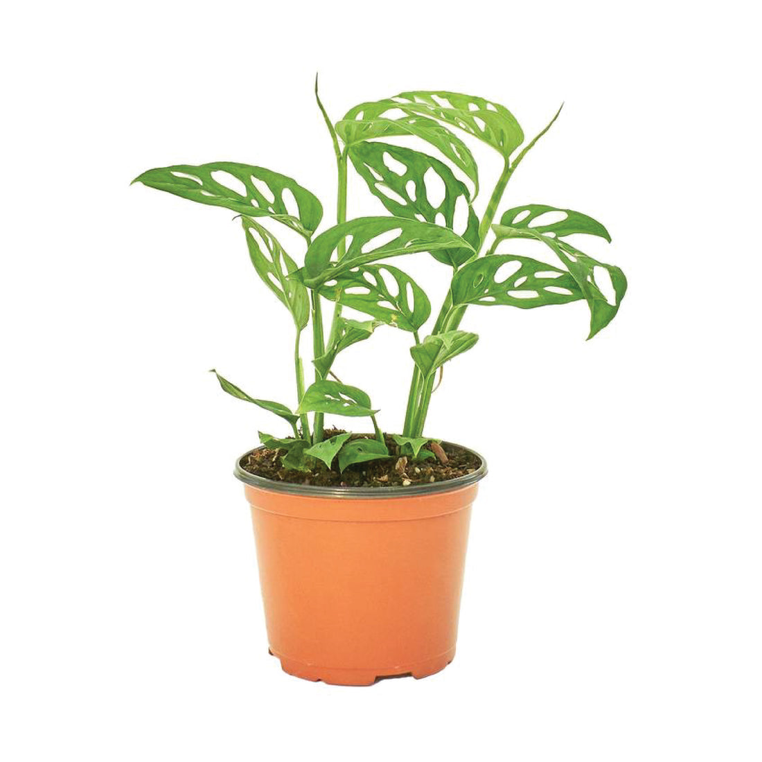 Philodendron Adansonii