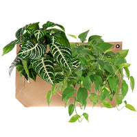 Wally Pro 1 Tan Living Wall Planter Pocket Planted